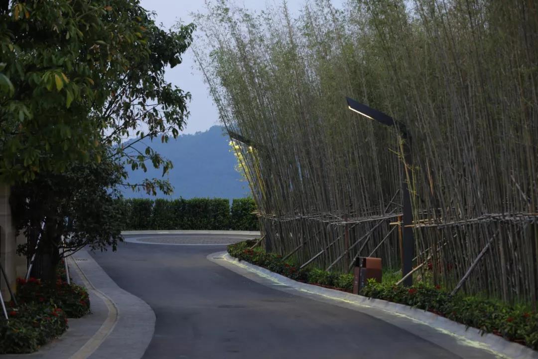 1571625952113621.jpg 竹子.jpg